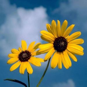 Meet your Posher, Cat chan